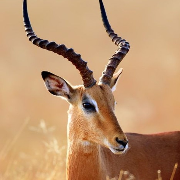gazelle4u